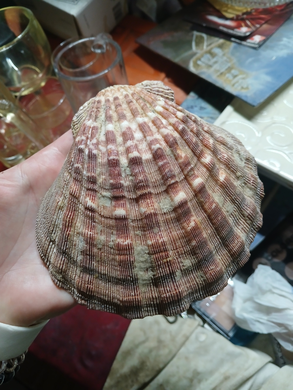 Lion's Paw scallop shell (Nodipecten subnodosus or Lyropecten